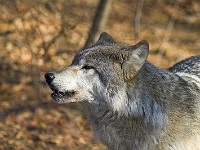 Arctic Wolf 032